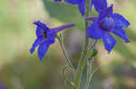 Alabama larkspur